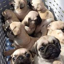 At beautiful pug puppies, you will get only healthy and best quality pug puppies for sale. Pug Puppies For Sale Near Me Home Facebook