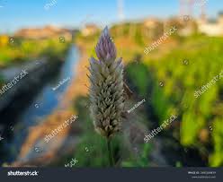 Image result for Celosia trigyna