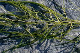 Image result for Stuckenia