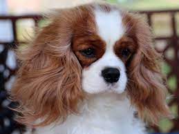 Suzanne Oliver Has Cavalier King Charles Spaniel Puppies For Sale In Ringgold G Cavalier King Charles Dog King Charles Cavalier Spaniel Puppy King Charles Dog