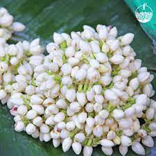 .jasmine garlands tuberose garlands rose petal garlands bridal bouquets gifts items pooja items brass items brass & pooja items flower mandaps flower arrangements arrangements pooja leaves indian. Madurai Malli Jasmine Flower Myflavory