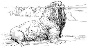 Maybe you would like to learn more about one of these? Walrus 16525 Animals Printable Coloring Pages
