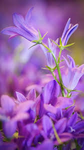 Flower Wallpaper Flowers Wallpaper Flower Wallpaper Hd Flower Wallpaper Mobile Flower Wallpaper A Hd Flower Wallpaper Flower Wallpaper Flower Desktop Wallpaper