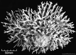 Image result for Selago coerulea