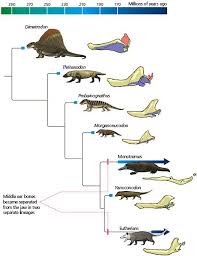 Jaws To Ears In The Ancestors Of Mammals Mammals Prehistoric Animals Ancient Animals