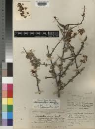 Image result for Caucanthus auriculatus