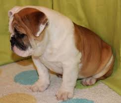 Pups approaching 3 weeks old. English Bulldog Puppies For Sale In Co Jonesboyz Bulldogs English Bulldog Puppies English Bulldog Bulldog Puppies