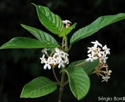 Image result for Guettarda