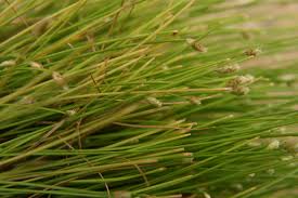 Image result for Isolepis prolifera