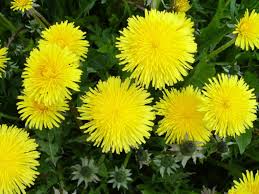 Image result for Taraxacum