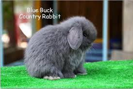 กระต่าย ปลาสวยงาม สัตว์น้ำ ปลากัด ปลาหมอสี สัตว์หายาก. à¸ªà¸²à¸¢à¸ž à¸™à¸˜ à¸à¸£à¸°à¸• à¸²à¸¢à¸™ à¸²à¸£ à¸ 1 Holland Lop Color