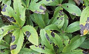 Fur Die Schwarzen Flecken An Den Blattern Von Christ Und Lenzrosen Ist Ein Pilz Verantwortlich In 2020 Christrose Pflanzenblatter Pflanzenlampe