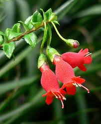 Image result for Gesneriaceae