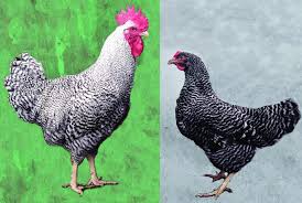 Plymouth rock chicken originated in the united states. Plymouth Rock Barred Lighter Color Of Rooster Plumage B1 B1 Compared Download Scientific Diagram
