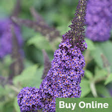 I started butterfly bush from seed this year. Butterfly Bush The Ultimate Care Guide From Proven Winners