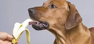 Cette Astuce Aide Votre Chien A Vivre Mieux Et Plus Longtemps En 2020 Brioche Facile Mauricettes Comment Faire Une Cabane