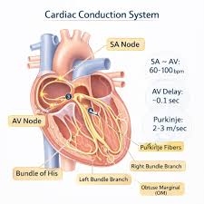 Image result for Point of Maximum Impulse