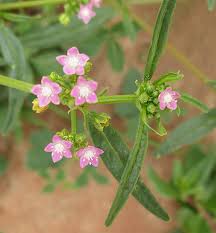 Image result for Gisekiaceae