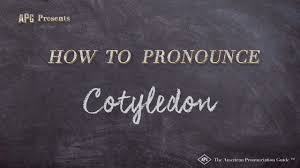 How To Pronounce Cotyledons - Youtube