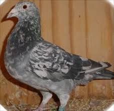 Pigeons For Sale Pigeons For Sale Racing Pigeons For Sale Pigeon
