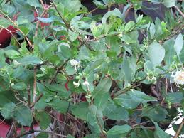 Xbella) are significant invaders in illinois' forested ecosystems. Winter Honeysuckle Audrey Driscoll S Blog
