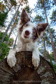 Wide Angle Pet Photography Animal Photography Dog Photograph Pets
