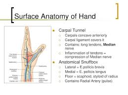 The name originates from the use of this surface for placing and then sniffing powdered tobacco, or snuff. it is sometimes referred to by its french name tabatière. Ppt The Upper Extremity Powerpoint Presentation Free Download Id 5696549