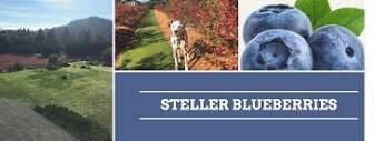 Steller Blueberries