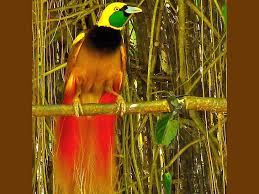 Background hijau hitam / mawar hijau wallpaper gre. Burung Cantik Burung Cendrawasih Hewan Burung Hd Seni Gambar Cantik Cendrawasih Wallpaper Hd Wallpaperbetter