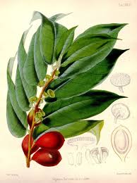 Image result for Antiaris