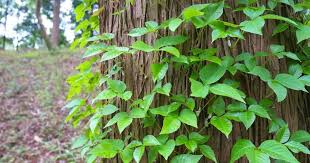 The second application of glyphosate was injected using a herbicide called pistol which at 250g/l glyphosate is about twice the strength of roundup. How To Get Rid Of Poison Ivy Poison Sumac And Poison Oak