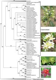 Image result for Allocassine laurifolia