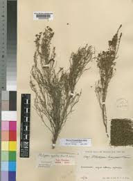 Image result for Erica mannii