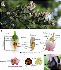 Taxobox name = vaccinium image caption = vaccinium berries, from top right: Biologia Floral Y Reproductiva De Vaccinium Meridionale Ericaceae En Los Andes Orientales De Colombia Semantic Scholar