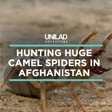 First of all, camel spiders are not actually arachnids, and therefore they have little common with spiders. Unilad Adventure Up Close With Huge Camel Spiders Facebook