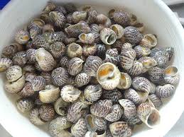 900 x 1600 jpeg 221 кб. Siput Babi Makan Apa 9 Fakta Mencengangkan Soal Siput Punya Kaki Dan 14 Ribu Gigi