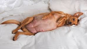 Browse 2,554 pregnant dog stock photos and images available, or start a new search to explore more stock photos and images. How To Find Out Your Dog Is Pregnant Pets Unique