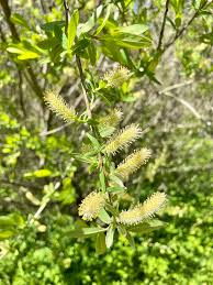 Image result for Salicaceae