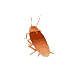 Maybe you would like to learn more about one of these? Cockroach Gifs Tenor