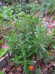 Image result for Leonotis decadonta