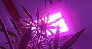 Maybe you would like to learn more about one of these? How Long To Keep Grow Lights On Indoor Plants Length Of The Light Dark Cycle