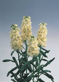 Image result for Matthiola
