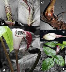 Image result for Arisaema