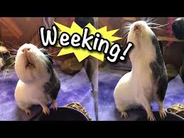 Pin On Guinea Pig Youtube Piggies World