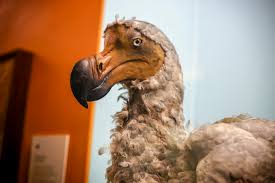 The dodo (raphus cucullatus) is an extinct flightless bird that was endemic to the island of mauritius, east of madagascar in the indian ocean. What The Dodo Means To Mauritius Atlas Obscura