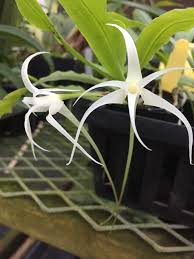 Image result for Cyrtorchis chailluana