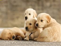 Free Download Beautiful Puppies Wallpapers 5 Cute Puppies Photo White Cute Puppy 1024x768 For Your Desktop Mobile Tablet Explore 77 Free Puppy Desktop Wallpaper Free Wallpapers For Desktop Cute Cute puppy wallpapers categories :