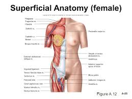 The superior thoracic aperture found superiorly and the inferior thoracic aperture. Atlas A Lecture Outline Ppt Video Online Download