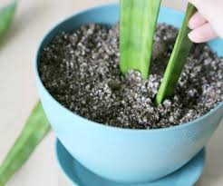 The problem exists within the plant itself. Save A Rotting Snake Plant 4 Steps With Pictures Instructables