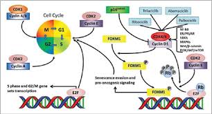 Maybe you would like to learn more about one of these? Role Of Cyclin Dependent Kinase 4 6 Inhibitors In The Current And Future Eras Of Cancer Treatment Semantic Scholar